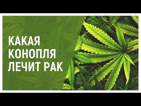 Какая конопля лечит рак?