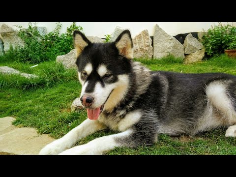 فيديو: ماذا تتوقع عند تبني كلب أعمى