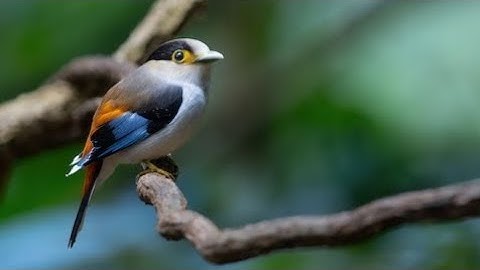 Madi dada perak, pendiam dengan tampilan sangat lembut dan berbulu halus