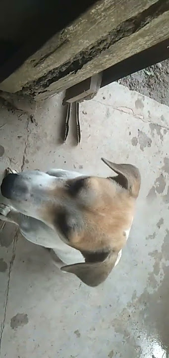 VIDEO DOWNLOAD 1742897696510 1742941426851