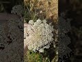 Zanahoria silvestre (Daucus carota).