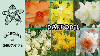 Daffodils in Pots & the Ground || 6 New Varieties & Divisions to Seek Out