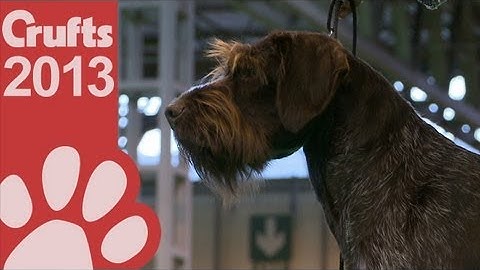 German Wirehaired Pointer - Best of Breed - Crufts 2013