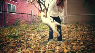 Jack Russell Jumping For Leaves