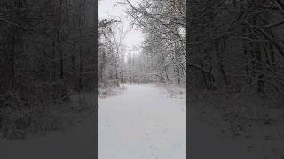 a snowy winter in the woods #january2024 #snowwalk #winter2024 #winterwonderland #whiteout