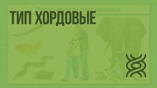 видео Рыбы, ланцетники, круглоротые...