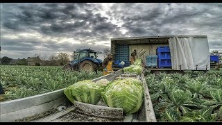 Récolte de Choux-Fleurs 2018 [GoPro] NewHolland | Brigant | Sameco