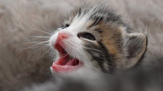 Cute Kitten Meowing and Sleeping Funny Videos and Small Cat Big Cat Fighting Videos Cats Comrade by Cats Comrade 124 views 4 years ago 7 minutes, 53 seconds