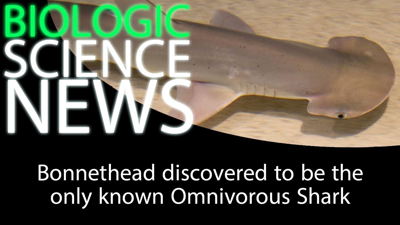 Science News - Bonnethead discovered to be the only known Omnivorous Shark