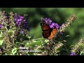 Butterfly Survival Strategies and Adaptations in Oklahoma
