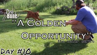 Teaching Golden Retriever to Retrieve :  A Golden Opportunity | Ep: #10