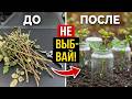 бесплатно  размножам розы через черенкование