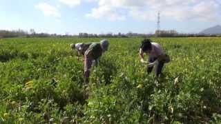 'Prima dell'alba': le difficili condizioni di lavoro delle donne in agricoltura