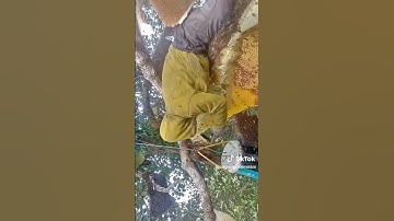 cận cảnh cắt mật siêu to khổng lồ #bee #honey #honeycomb #shots