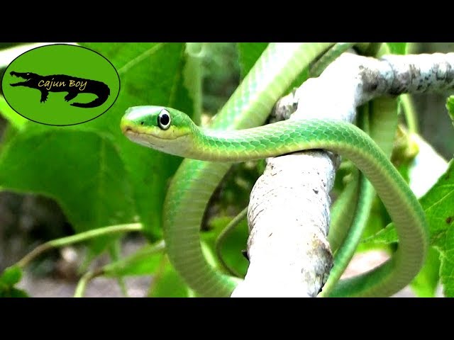 Adorable Green Snake! 