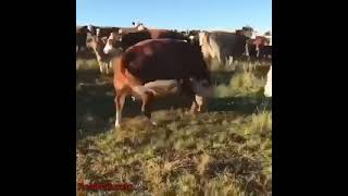 🐄 Коровы заметили волка в стаде и пошли в наступление.#Discovery Planet #shorts