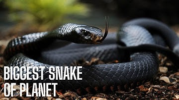10 Fascinating Mind-Blowing Facts About Snakes You Didn