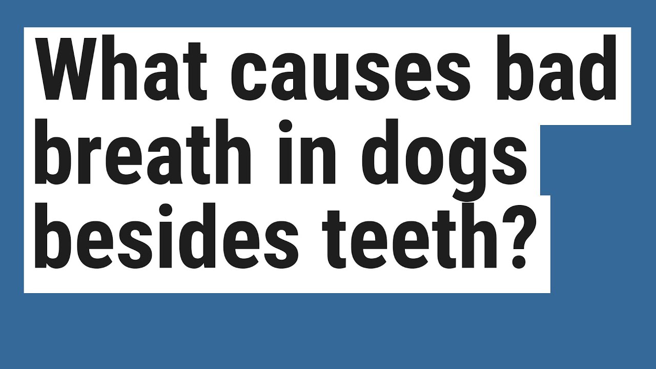 What causes bad breath in dogs besides teeth? YouTube