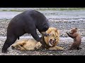 Top 5 Animals That Can Take Down a Male Lion