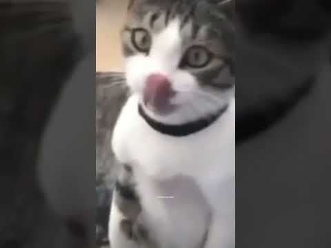 Komik videolar (küfürlü) BZKSSMSPŞSLDLD #video #shortvideo #komik #vines #kedi #dublaj