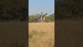 The unique necking of giraffes 🦒
