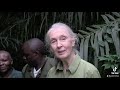 jane goodall chimpanzee hug