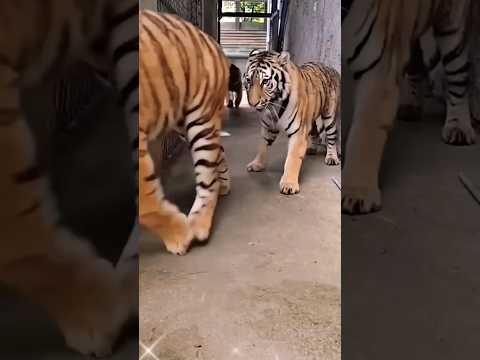 royal Bengal tiger  video # baaghi video#new #youtube #viral #shortsfeed #trending #tiktok 🐅🐅🐅🤩😍🥰