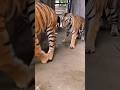Royal bengal tiger   baaghinew youtube viral shortsfeed trending tiktok 
