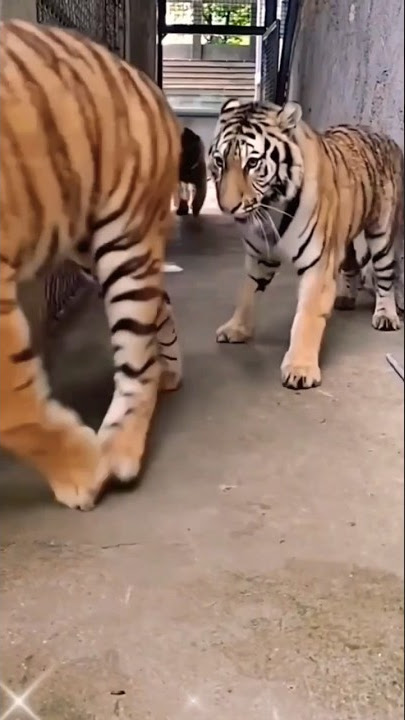 royal Bengal tiger  video # baaghi video#new #youtube #viral #shortsfeed #trending #tiktok 🐅🐅🐅🤩😍🥰