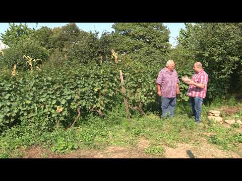 ამბები კახეთიდან. თამაზ ლუარსაბიშვილის ვენახი