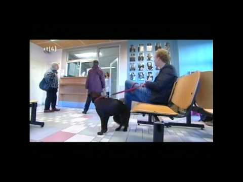 Video: Aspirinevergiftiging Bij Honden - Aspirinevergiftiging Bij Honden