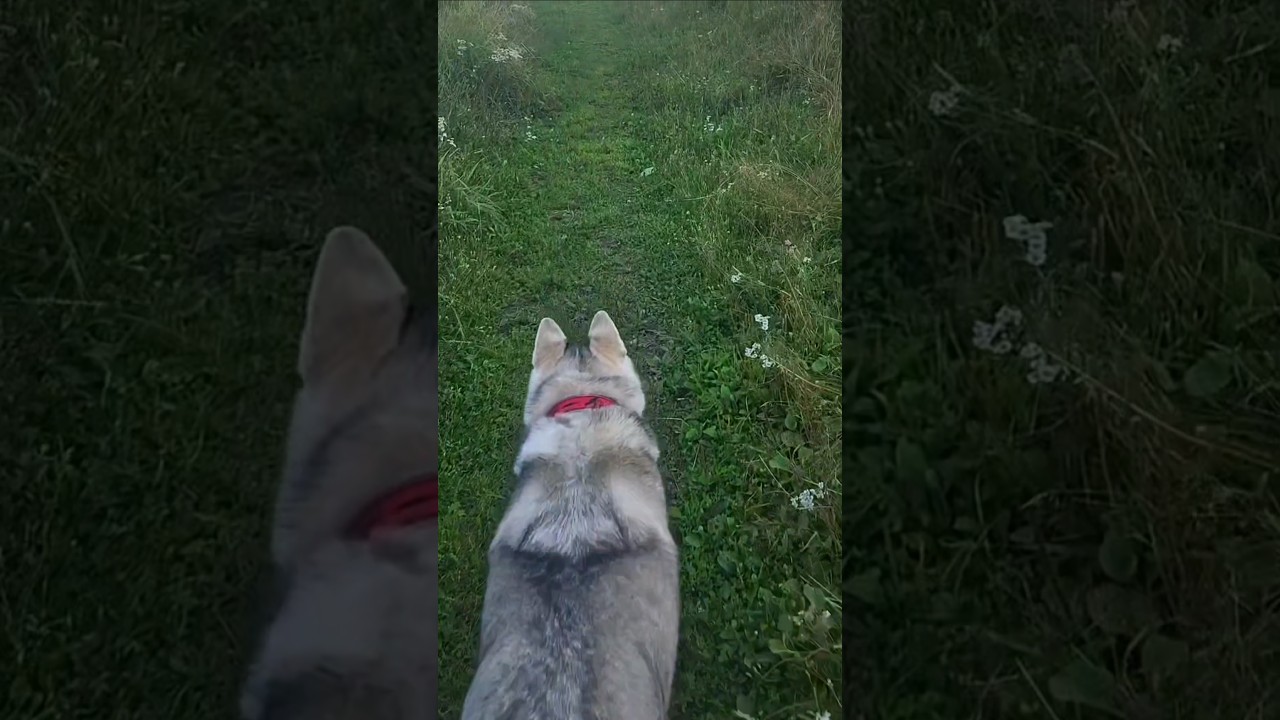 #huskyfun