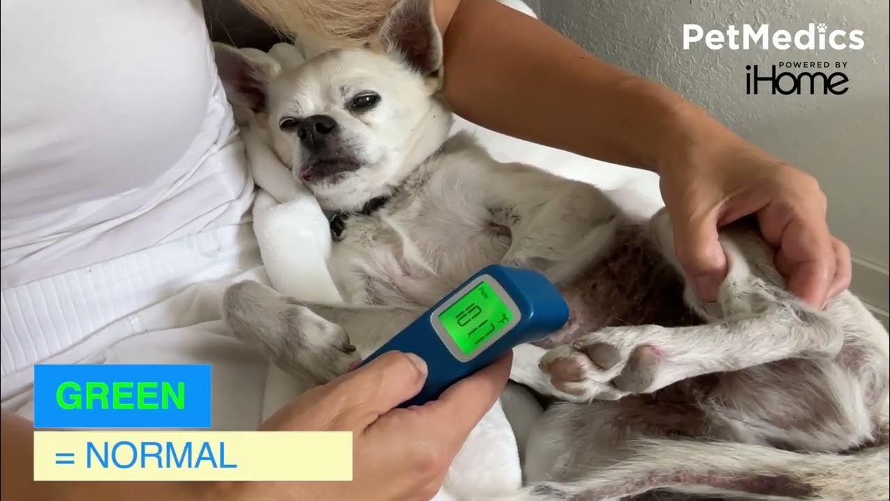PetMedics NonContact Digital Thermometer for Dogs! YouTube