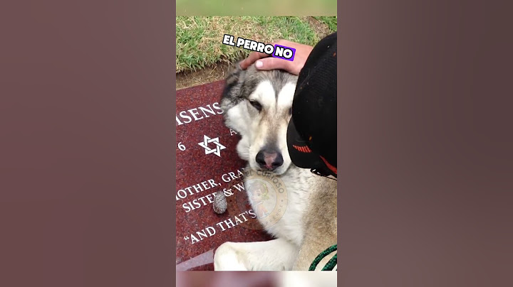 Perro llora desconsolado en la tumba de su dueña 💔🐶 #HistoriaTriste #AmorPerruno #MomentosTristes