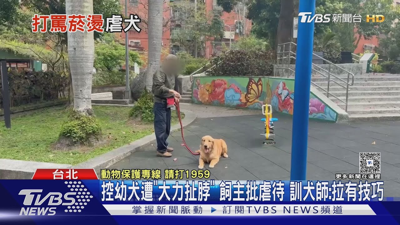 控幼犬遭「大力扯脖」 飼主批虐待 訓犬師:拉有技巧｜TVBS新聞 @TVBSNEWS01