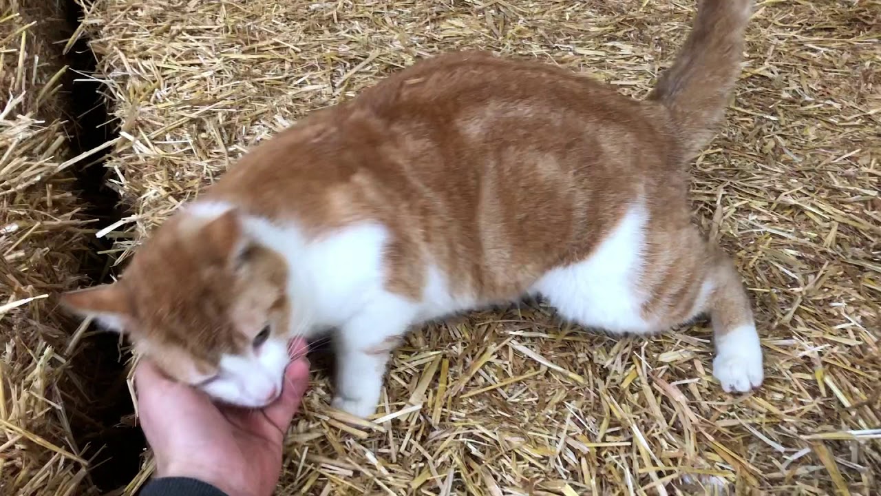 The cat in our barn! 