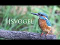 IJsvogel