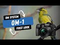 OM System OM-1 | A lightweight flagship camera perfect for wildlife stills & video