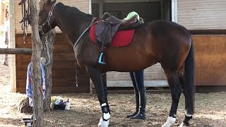 How I tack up for a sj clinic + summer ride!