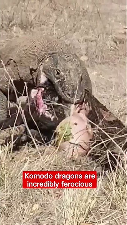 Komodo dragon eats goat carcass#shorts#wildlife#komodo#animals - YouTube