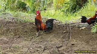 PUAS MIKAT AYAM HUTAN DI SINI..!! LOKASI BARU BELUM PERNAH DI PIKAT