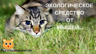 Экологическое средство. Лучшее средство от мышей и крыс. Экологическое средство. Лучшее средство от мышей и крыс.