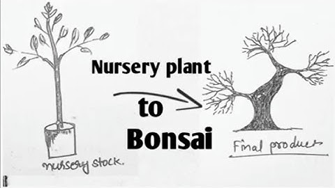 Easy way to make a Bonsai [Animation video]