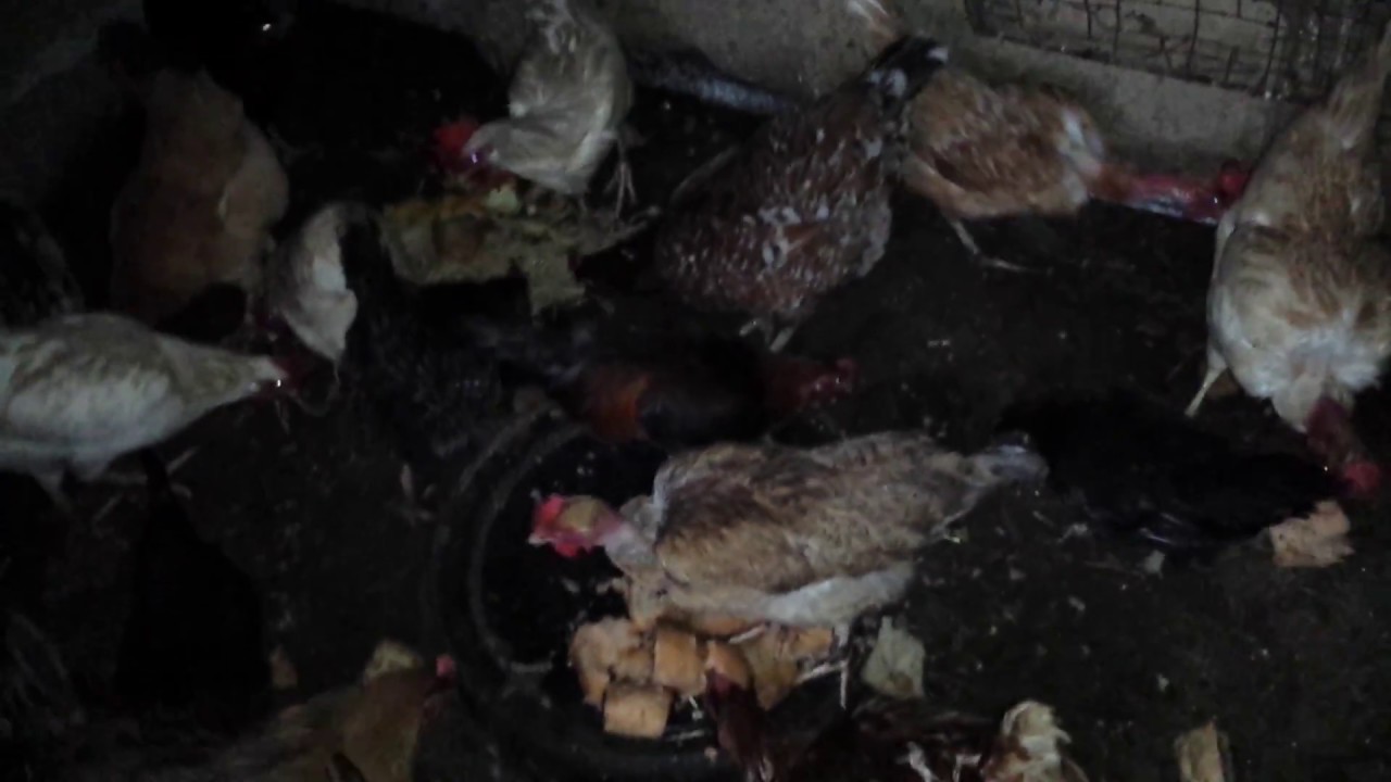 Le galline non escono perché piove e fanno anche meno uova YouTube