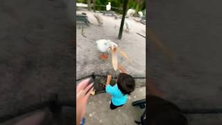 Pelican vs Baby 😳