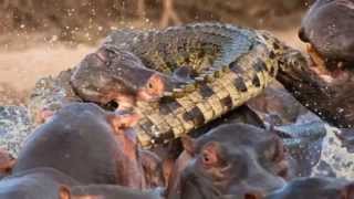 Бегемоты атакуют крокодила, пытаясь прокусить большими клыками. .