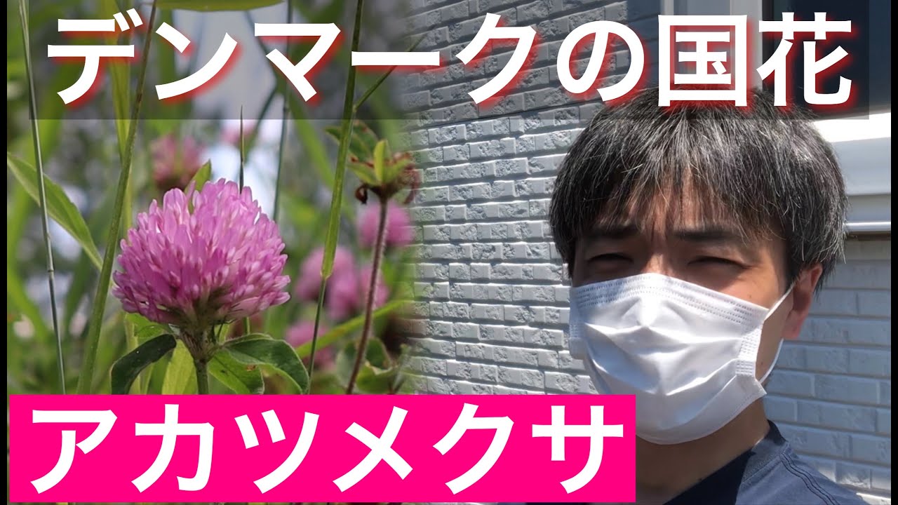 デンマークの国花 アカツメクサ の紹介と雑草vlog Youtube