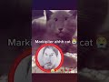 it looks cute ngl 👀 #memes #humor #funny #shorts #markiplier #cat #beauty