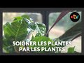 Engrais, désherbant… des produits de jardinage créés à partir de plantes cultivées localement