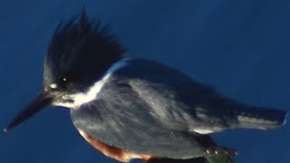Belted kingfisher bird call loud sound before flying away screenshot 4
